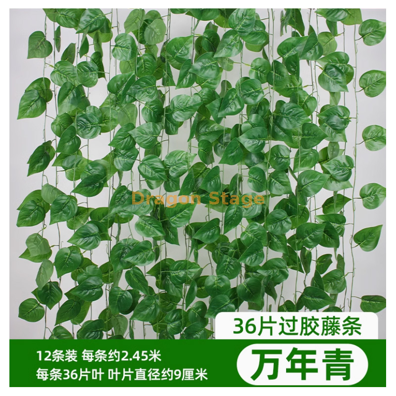 36 过胶万年青 12 条 - 防水防晒 送蝴蝶 + 绑丝