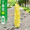 Wisteria tofu Pudding String Violets False Fleur de fleur de plafond Gol NOUVELLE Fleur de girofle à 4 branches - Jaune 1 branche