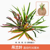 Simulation de plante verte Mur de plante Plastique Ploud Balcone fond intérieur Mure de fleur Mur de fleur clair Chlorophytum comosum 1 Couleur Remarque