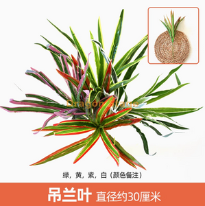 Simulation de plante verte Mur de plante Plastique Ploud Balcone fond intérieur Mure de fleur Mur de fleur clair Chlorophytum comosum 1 Couleur Remarque