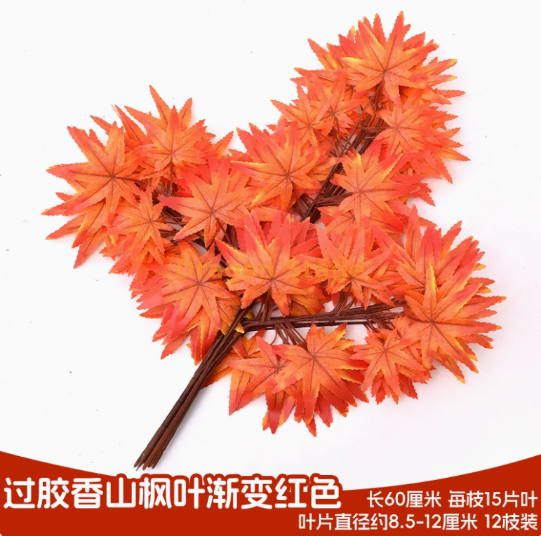 过胶香山枫叶渐变红 （12 枝）