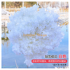 Blossoms de cerise simulés Bérissures de mariage fleurs de prune fleurs de plastique Blossoms intérieurs salon du plafond de cerise enneigée blanche Blossoms blanc 1 branche